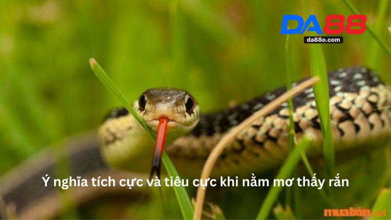 Nằm Mơ Thấy Rắn